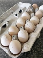 1 dozen Fertile Cayuga duck eggs