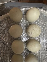Lot of 6 call duck hatching eggs