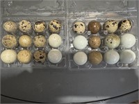 1 dozen assortment of quail eggs