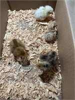 Lot of 4 barn yard mix chicks