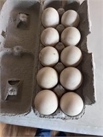 10 duck eggs