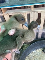 Lot of 2 Ducklings