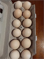1 dozen american bresse hatching eggs