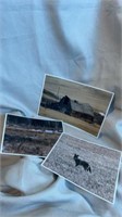 A collection of 3 photos 8 x 12 and 10 x 8