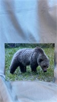 Bear photo approximately 11 x 14