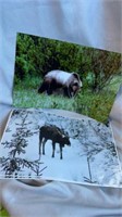 Bear and moose photos 12 x 18