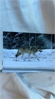 Coyote photo 10 x 16