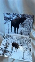 6 moose photos 10 x 14