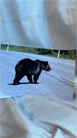 Bear photo 12 x 18