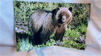 Bear photos 12 x 18