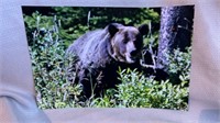 Bear photo 8 x 12