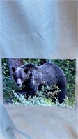Bear photo 8 x 12