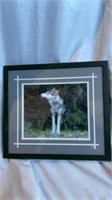 Coyote framed print approximately 19 x 17