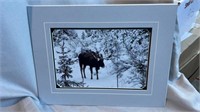 Moose photo with Mat 13 x 17