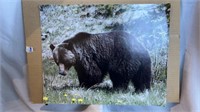 Bear print 20 x 16