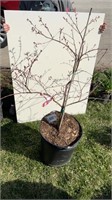 WEEPING JAPANESE MAPLE