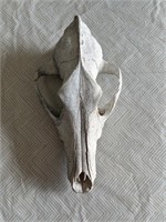 Coyote Skull