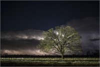 Casey Wilson "Lone Tree & Storm"