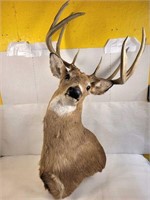 10 Point Whitetail Deer Shoulder Mount