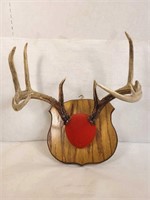 Wall Mount Antlers - 8 point