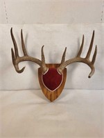 Wall Mount Antlers - 10 point