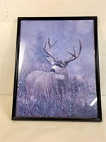 Picture of a Whitetail Deer