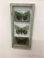 Framed Butterfly on Glass Picture,28" by 13”