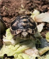 Greek Tortoise Baby