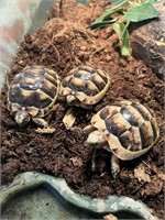 Marginated Tortoise Baby