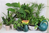 Assorted House Plants/Planters & Cachepots