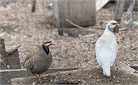 Pair Chuckar Partridge - Silver Male, Regular Hen