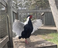Silver Pheasant Male - 4 years old