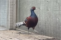 Humes Bartail Pheasant Male - 3 years old