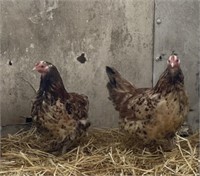Trio Salmon Faverolle - 2 hens 1 Rooster