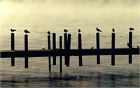 Roger Leaton, Dock Birds