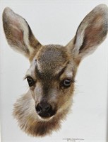 Carl Brenders, Mule Deer Fawn Study, 1995