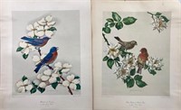 James Gordon Irving, Bird Prints 202 and 206, 1950