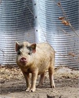 Potbelly Pig - young male