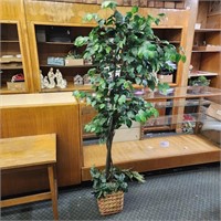 Ficus tree approx 6ft tall
