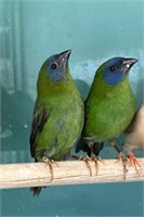 Pair Blue Face Parrot Finches
