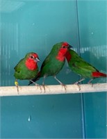 Pair Red Throated Parrot Finches