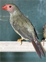 Pair Red Face Star Finch