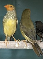 Pair Yellow Face Star Finch