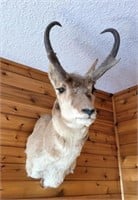 Pronghorn Deer Shoulder Mount - 32" Long