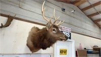 Rocky Mountain Bull Elk Mount