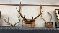 3- Miscellaneous Antlers