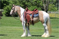 GORGEOUS GYPSY MARE