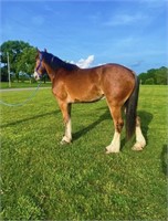 RIP-4 YR OLD CLYDESDALE CROSS