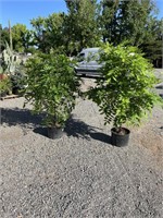 Magnolia Gift & Garden Surplus Inventory Auction (ABO)