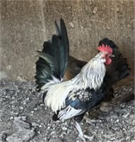 3 Silver Dutch Bantam Roosters